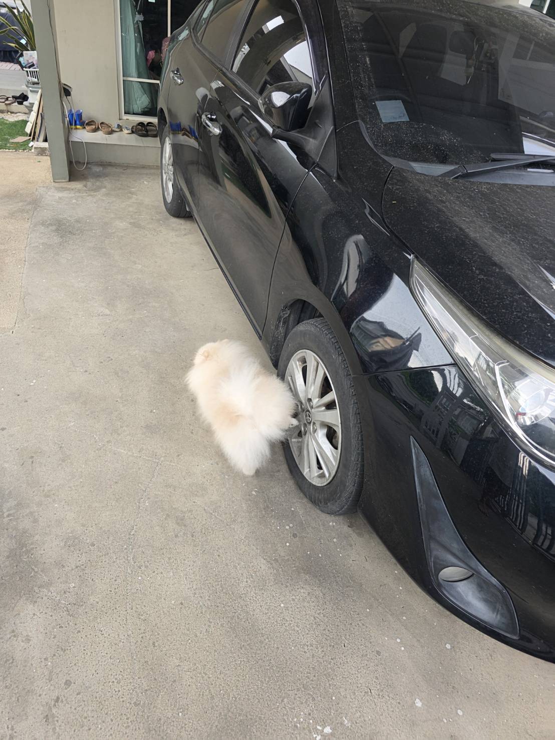 สมชายรับส่ง Pet Taxi รูปที่ 17