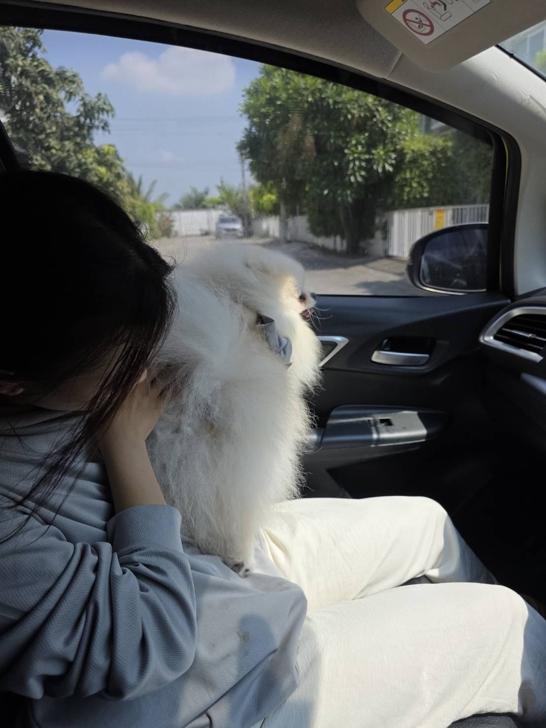 สมชายรับส่ง Pet Taxi รูปที่ 18